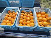 【先行予約：2025年11月中下旬～発送】&nbsp;富有柿&nbsp;「訳あり」採れたて産地直送「ご家庭用」&nbsp;Lサイズ28個入【岐阜県大野町産】