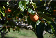 【先行予約：2025年11月中下旬～発送】富有柿&nbsp;「訳あり」採れたて産地直送&nbsp;「ご家庭用」2Lサイズ24個入【岐阜県大野町産】