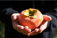 【先行予約：2025年11月中下旬～発送】富有柿&nbsp;「訳あり」採れたて産地直送&nbsp;「ご家庭用」2Lサイズ24個入【岐阜県大野町産】