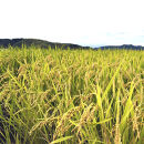 令和6年産&nbsp;こしひかり&nbsp;精米&nbsp;5kg【米&nbsp;こめ&nbsp;ご飯&nbsp;おにぎり&nbsp;2024年産&nbsp;北栄町産&nbsp;つややか&nbsp;極上米&nbsp;鳥取県&nbsp;北栄町&nbsp;おすすめ&nbsp;人気】