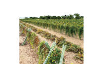 1112.砂丘ながいも1kg