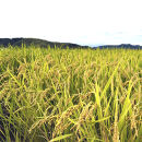 1108.令和7年産　こしひかり玄米　5kg