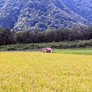 1109.令和7年産　こしひかり玄米　10kg