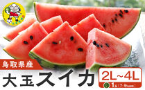 1117.鳥取県産 大玉スイカ 1玉 7-9キロ前後2L-4Lサイズ（こちらの返礼品は、大栄西瓜ではありません）