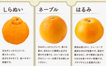 尾道市瀬戸田から届く！&nbsp;柑橘詰合せ&nbsp;5キロ