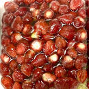 訳あり&nbsp;冷凍&nbsp;オーガニックいちご1kg&nbsp;有機いちご&nbsp;苺&nbsp;さちのか｜いちご&nbsp;果物&nbsp;フルーツ&nbsp;苺&nbsp;人気&nbsp;無農薬&nbsp;期間限定&nbsp;人気&nbsp;ギフト&nbsp;プレゼント&nbsp;贈答&nbsp;ケーキ&nbsp;グルメ&nbsp;デザート&nbsp;おやつ&nbsp;お菓子&nbsp;送料無料