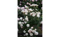 【先行受付】バラ鉢苗　シュシュ【2026年4月下旬より発送】河本バラ園