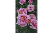 【先行受付】バラ鉢苗　ドレープ【2026年4月下旬より発送】河本バラ園