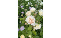 【先行受付】バラ鉢苗　アンヌ【2026年4月下旬より発送】河本バラ園