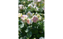 【先行受付】バラ鉢苗　アンヌ【2026年4月下旬より発送】河本バラ園