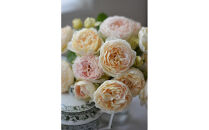 【先行受付】バラ鉢苗　アンヌ【2026年4月下旬より発送】河本バラ園