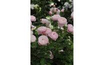 【先行受付】バラ鉢苗　プリュム【2026年4月下旬より発送】河本バラ園