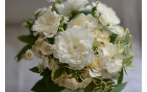 【先行受付】バラ鉢苗　エトワール・ブラン【2026年4月下旬より発送】河本バラ園