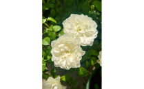 【先行受付】バラ鉢苗　エトワール・ブラン【2026年4月下旬より発送】河本バラ園