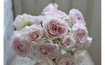 【先行受付】バラ鉢苗　タフタ【2026年4月下旬より発送】河本バラ園