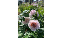 【先行受付】バラ鉢苗　タフタ【2026年4月下旬より発送】河本バラ園