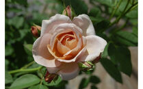 【先行受付】バラ鉢苗　パニエ【2026年4月下旬より発送】河本バラ園