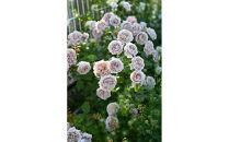 【先行受付】バラ鉢苗　パニエ【2026年4月下旬より発送】河本バラ園