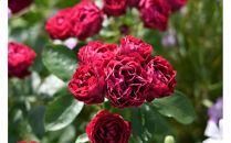 【先行受付】バラ鉢苗　ポム【2026年4月下旬より発送】河本バラ園