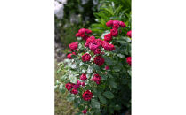 【先行受付】バラ鉢苗　ポム【2026年4月下旬より発送】河本バラ園