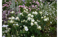 【先行受付】バラ鉢苗　ミエル・ドゥ・フォレ【2026年4月下旬より発送】河本バラ園