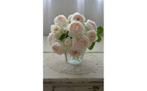 【先行受付】バラ鉢苗　ミエル・ドゥ・フォレ【2026年4月下旬より発送】河本バラ園