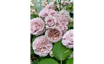 【先行受付】バラ鉢苗　ル・ソワール【2026年4月下旬より発送】河本バラ園