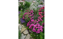 【先行受付】バラ鉢苗　ヴィル・ナタ―ル【2026年4月下旬より発送】河本バラ園