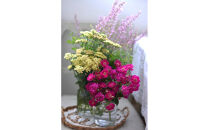 【先行受付】バラ鉢苗　ヴィル・ナタ―ル【2026年4月下旬より発送】河本バラ園