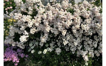 【先行受付】バラ鉢苗　ブリーズ・パルファン【2026年4月下旬より発送】河本バラ園