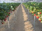 ［先行予約］いちご（まりひめ）　1パック(11粒入り）×4パック　ゆりかーご包装&nbsp;&nbsp;［2026年3月中旬から4月中旬にお届け予定］tagfam004