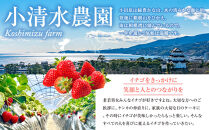 完熟イチゴ　さちのか　希少いちご　神奈川県産　苺　４パック入り