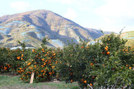 12/25までにご入金確認分は年内発送確定！きれいな温州みかん&nbsp;寄贈用にお勧め&nbsp;箱込み&nbsp;3kg&nbsp;(M&nbsp;サイズ指定)　秀品