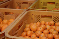 12/25までにご入金確認分は年内発送確定！きれいな温州みかん&nbsp;寄贈用にお勧め&nbsp;箱込み&nbsp;3kg&nbsp;(M&nbsp;サイズ指定)　秀品