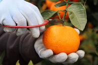 12/23までにご入金確認分は年内発送確定！きれいな温州みかん&nbsp;寄贈用にお勧め&nbsp;箱込み&nbsp;3kg&nbsp;(Lサイズ指定)　秀品