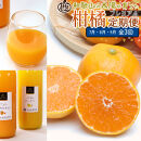 厳選 柑橘定期便M（7～9月）全3回 ［IKE297］