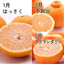 家庭用&nbsp;柑橘定期便M（奇数月）全6回&nbsp;［IKE308］
