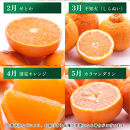 家庭用&nbsp;柑橘定期便M（毎月）全12回&nbsp;［IKE307］