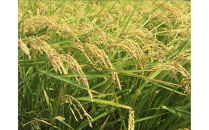 福岡限定のお米「夢つくし」5kg×1袋　令和7年産