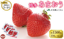 ＜2026年3月～4月発送＞博多あまおう約250ｇ×６