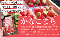 神奈川県新品種「かなこまち＆さちのか」食べ比べセット　完熟イチゴ　苺　4パック入り
