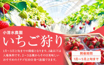 いちご狩り　入場券　2名様　食べ放題30分