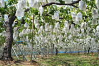 【先行予約】有田巨峰村三木と園のあま～いジューシー！&nbsp;種あり&nbsp;藤稔（ふじみのり）2kg(4〜6房)