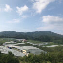 【先行予約】有田巨峰村三木と園のあま～いジューシー！&nbsp;種あり&nbsp;藤稔（ふじみのり）2kg(4〜6房)