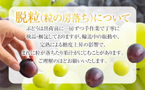 【先行予約】有田巨峰村三木と園のあま～いジューシー！&nbsp;種あり&nbsp;藤稔（ふじみのり）2kg(4〜6房)