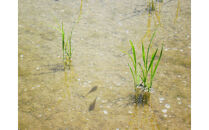 【令和7年産】富山県産こしひかり&nbsp;育　引越しご挨拶A　白米450ｇ（3合）×5袋セット　《南砺の逸品》