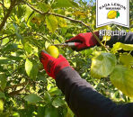 加太レモンの&nbsp;レモン果汁（ストレート）1,000ml