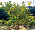 加太レモンの&nbsp;レモン果汁（ストレート）150ml×3本