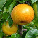 和歌山の樹上成熟梨 約4kg（12～15玉） ※2026年8月上旬～9月中旬頃発送予定| 先行予約 果物 フルーツ 甘い［MS129］