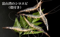 富山湾のシロエビ（殻付き）&nbsp;300g&nbsp;冷凍&nbsp;エビ&nbsp;えび&nbsp;海老&nbsp;白エビ&nbsp;お刺身&nbsp;冷凍食品&nbsp;ふるさと納税&nbsp;富山&nbsp;富山市&nbsp;漁業協同組合&nbsp;水産&nbsp;魚介類&nbsp;食品&nbsp;新鮮&nbsp;海鮮&nbsp;シーフード&nbsp;人気&nbsp;おすすめ&nbsp;送料無料